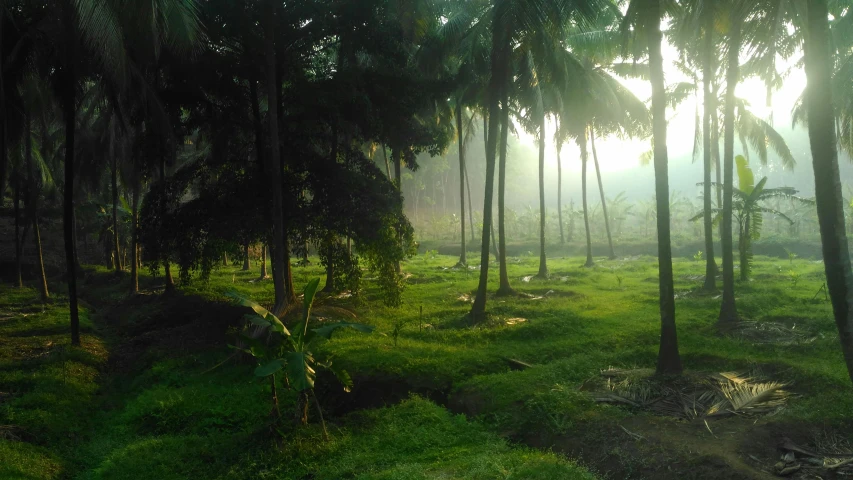 a forest with grass and trees in the foreground