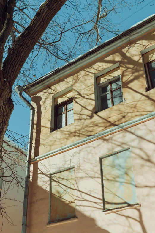 this is the shadow of a tree on the side of a building