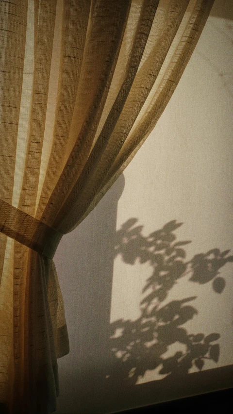 a shadow of a plant casting a light on the curtain