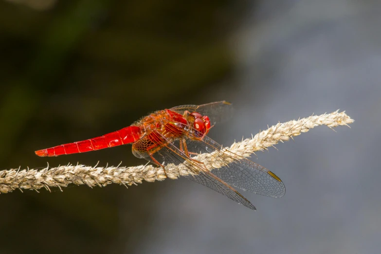 the red and black insect is perched on the stem of a plant