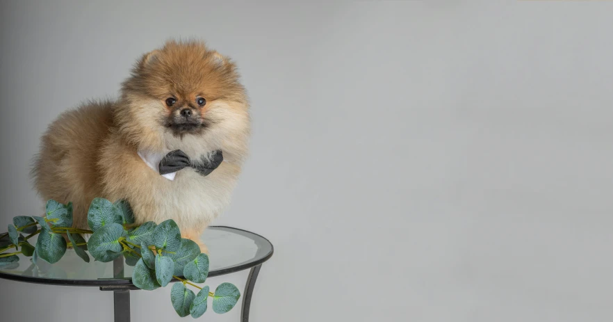 a small brown dog on top of a glass table