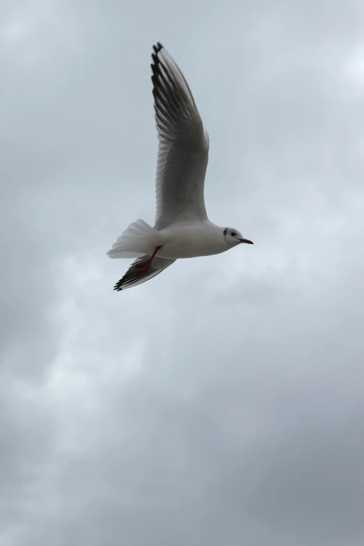 the bird is flying high in the gray sky