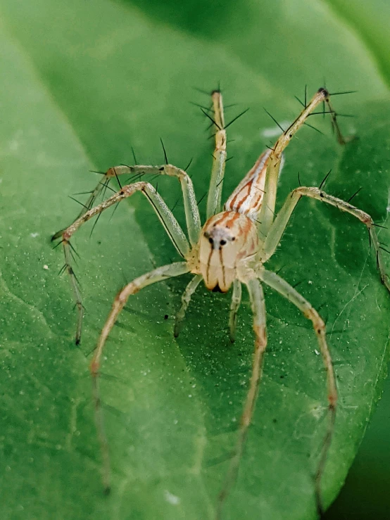the large spider has two long legs