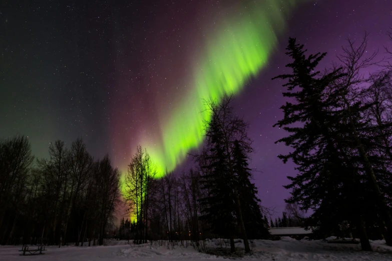 a sky filled with colorful light shines above trees