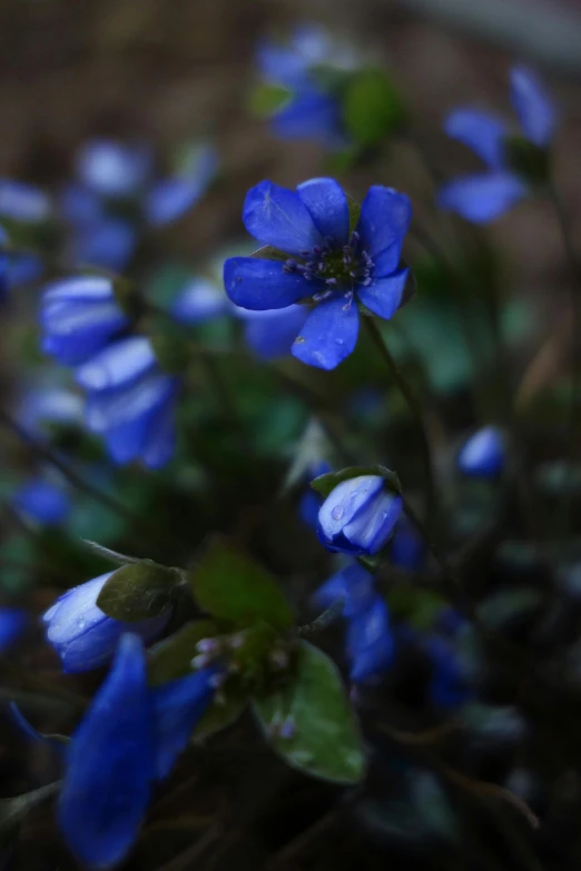 a field of blue flowers with green leaves