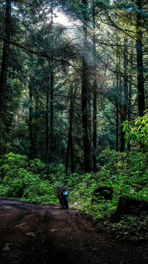 a person walking down the trail in a forest