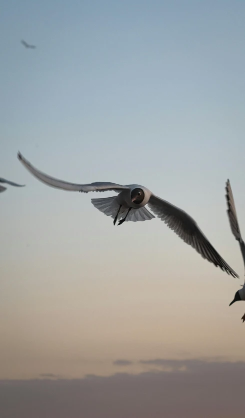 seagulls fly in the air near the beach