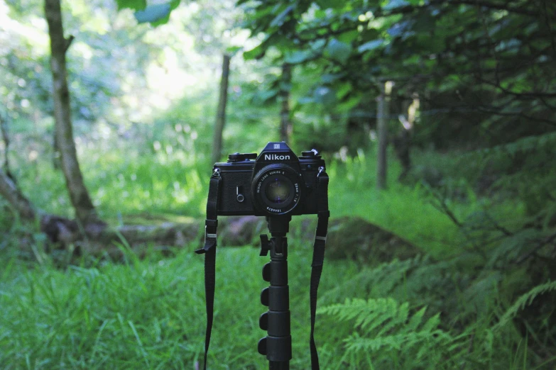 a camera with an extra long strap on in a forest