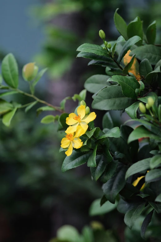 a small yellow flower on a tree nch