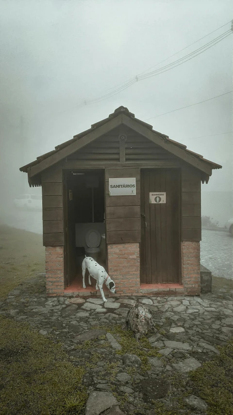 a white dog standing outside of a building in the rain