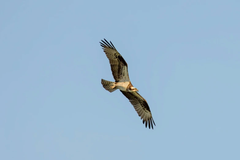 a bird flying through the air on a sunny day