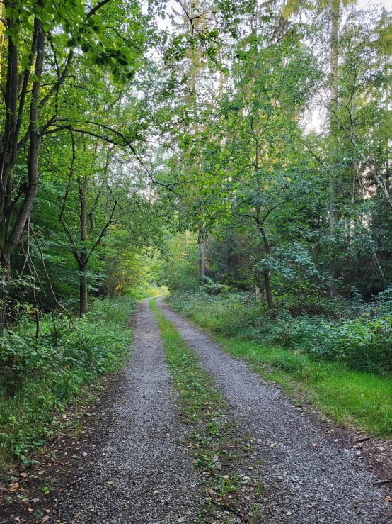 dirt road in the woods leading through a wooded area