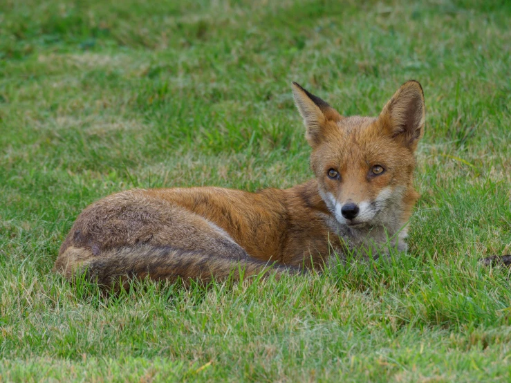 a very cute fox laying in the grass