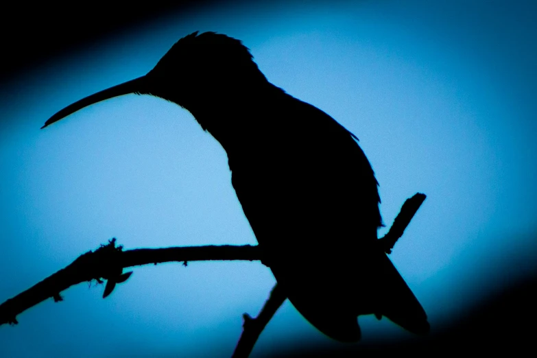 a black bird perched on a twig in the dark