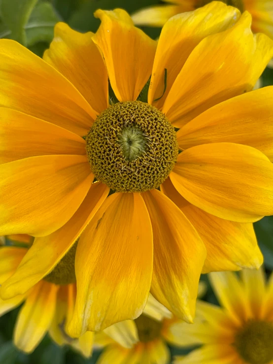 a yellow flower with green stems and lots of buds