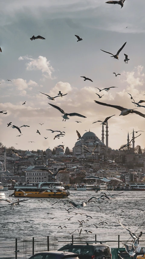 a group of seagulls flying over the city