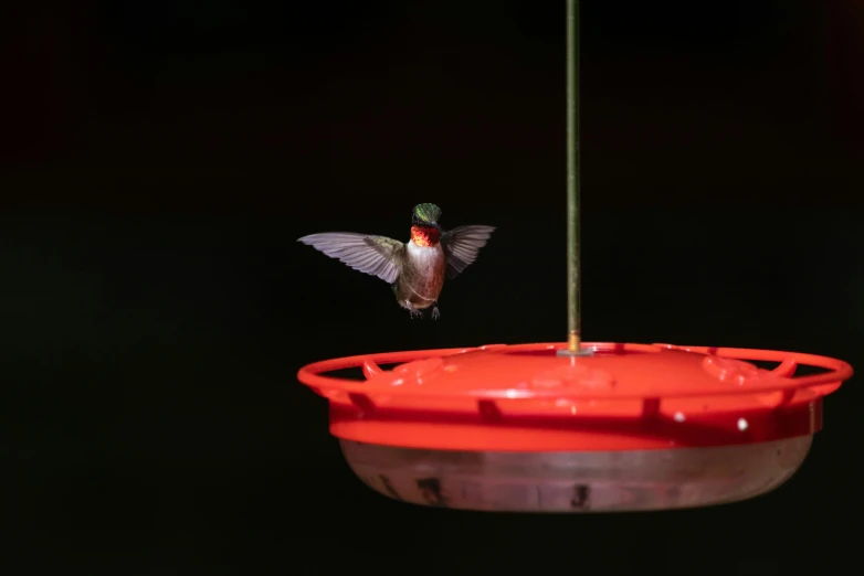 humming bird with green, red and orange feathers sitting at a red bird feeder