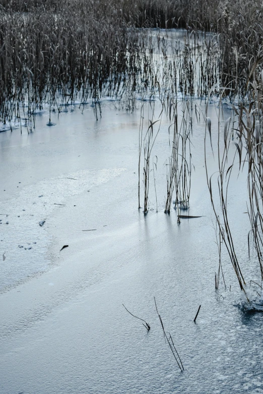 a po of swampy water with water fliers