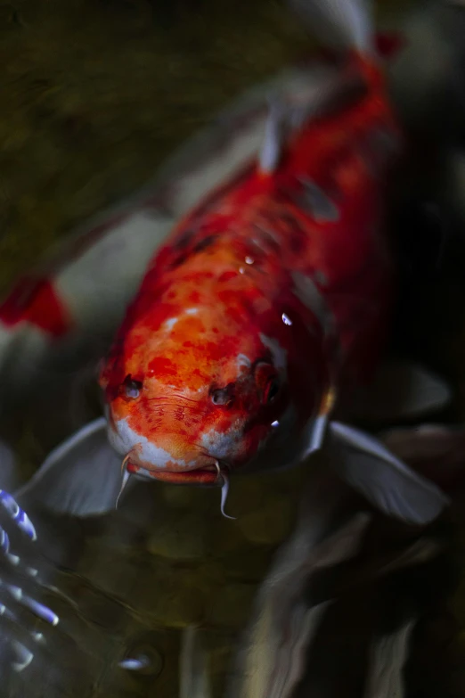 an orange koi fish floating in a pond