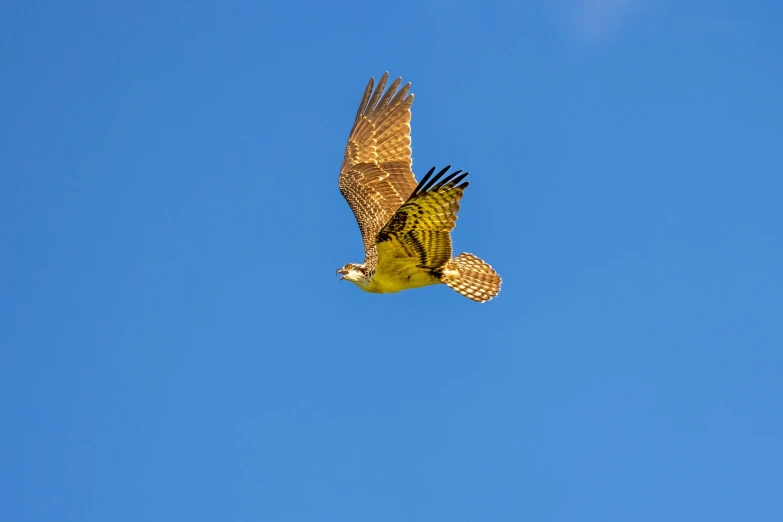 an eagle flying in a clear blue sky