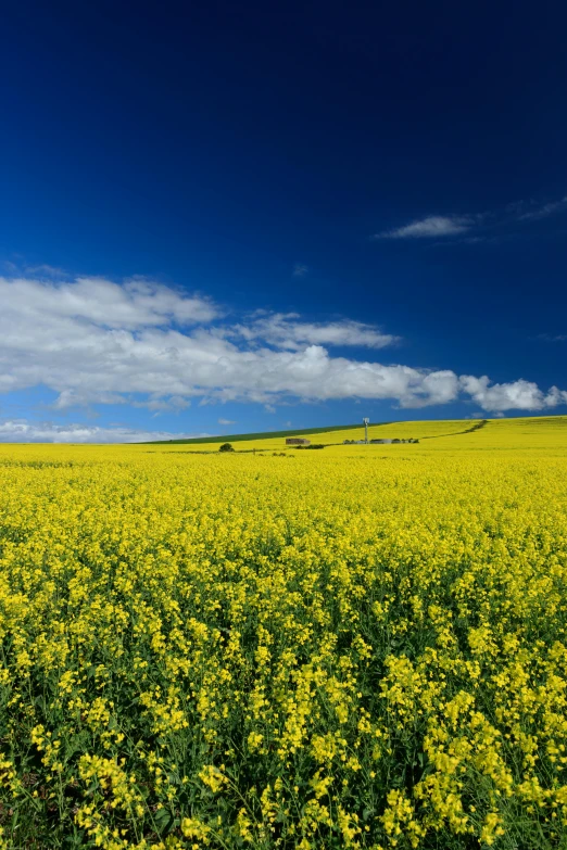 a vast field with a bright yellow flowered field