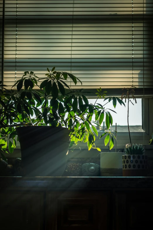 the interior of a home with plants sitting on the desk