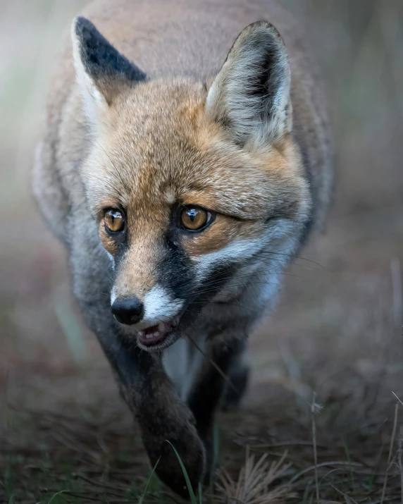 a young fox is walking across the grass