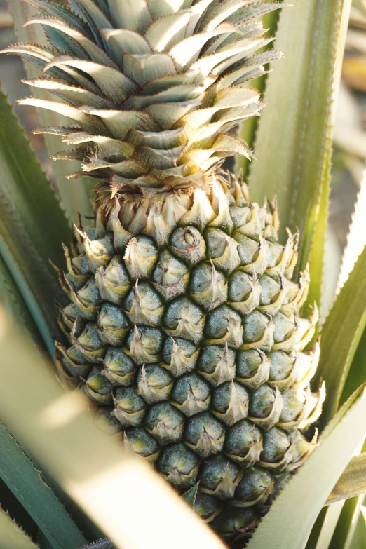 a close up view of a pineapple with leaves