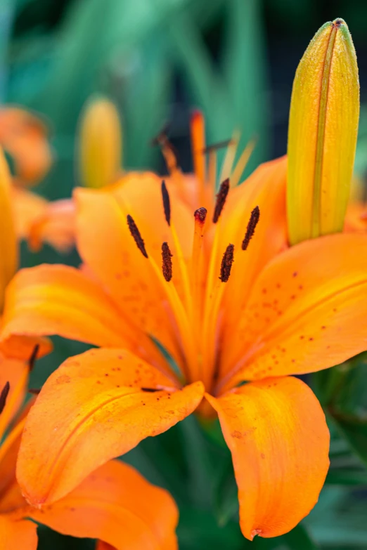 closeup of a group of orange flowers in bloom