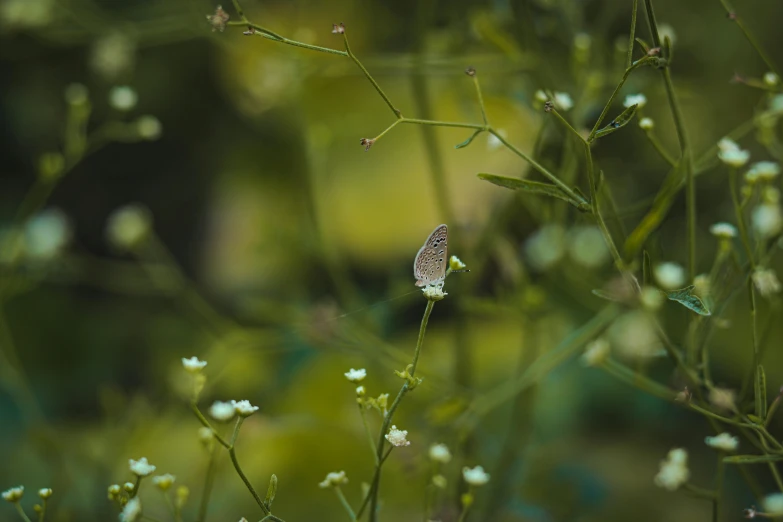 a picture of some white flowers that are in the air