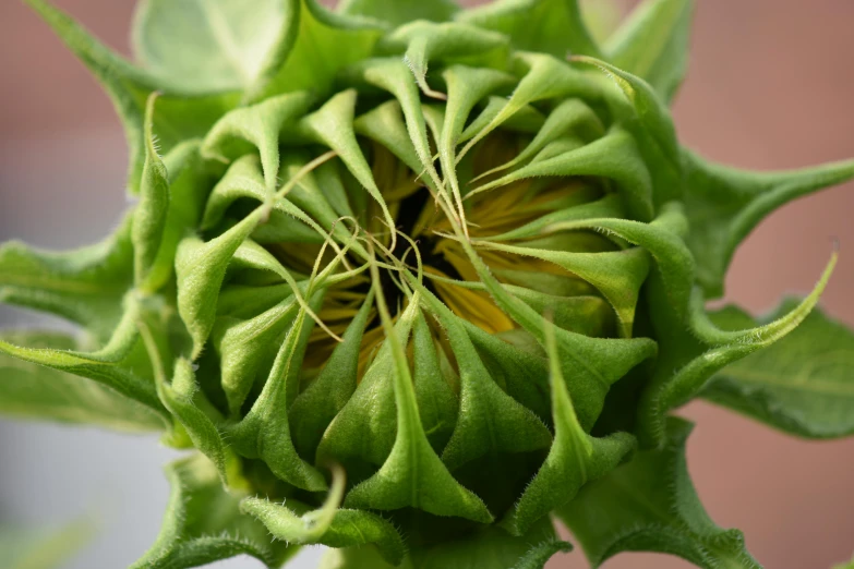 the center of a green flower with multiple petals