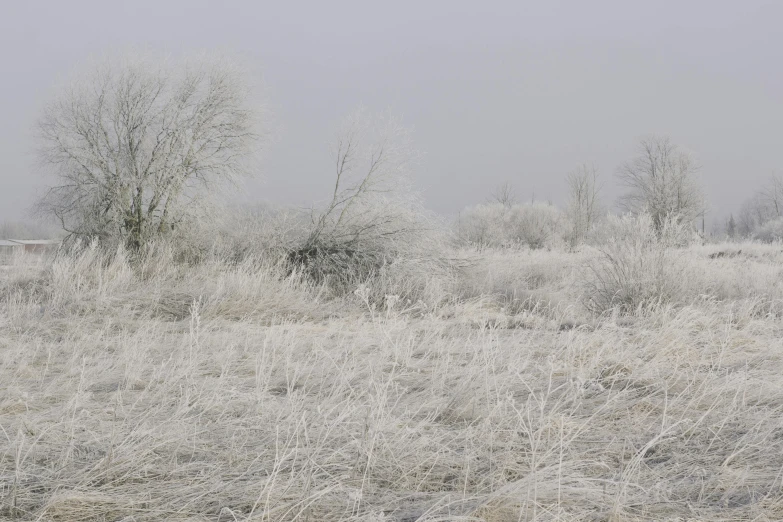 some bushes snow trees and fog and some water