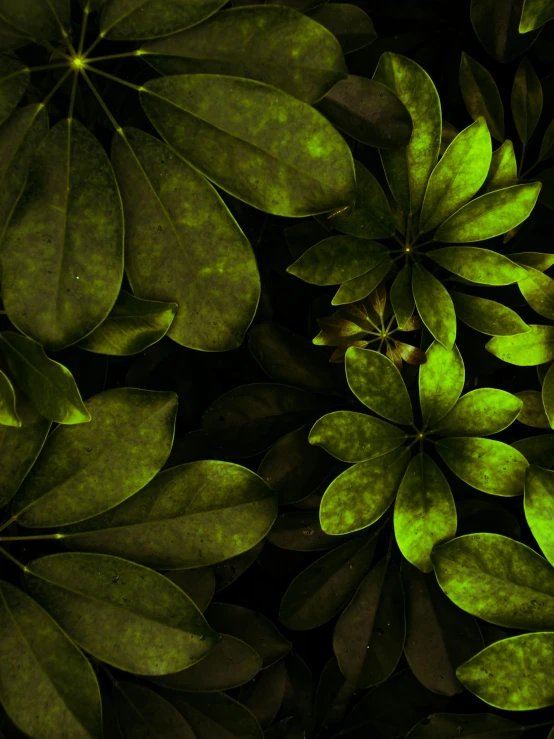 abstract pograph of green leaves growing in the shade