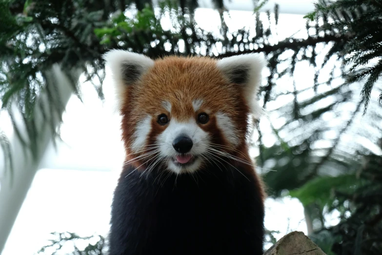 the red panda bear is smiling brightly for a po