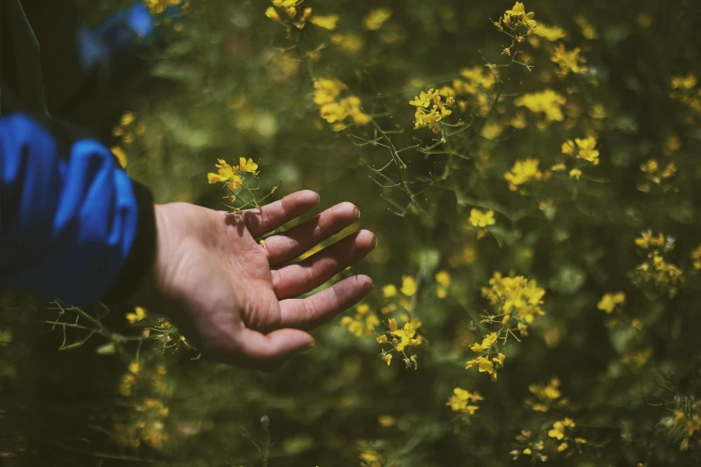 a hand reaches for yellow flowers in the garden