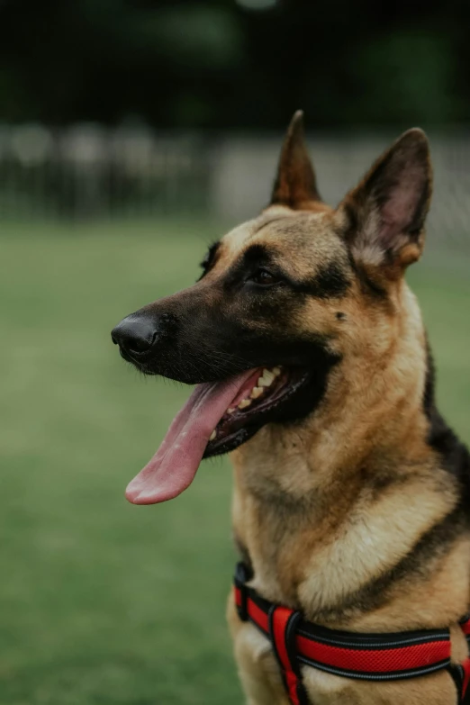 a german shepherd standing in a field with it's tongue hanging out