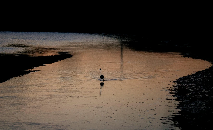 there is an image of a bird that is swimming in the water