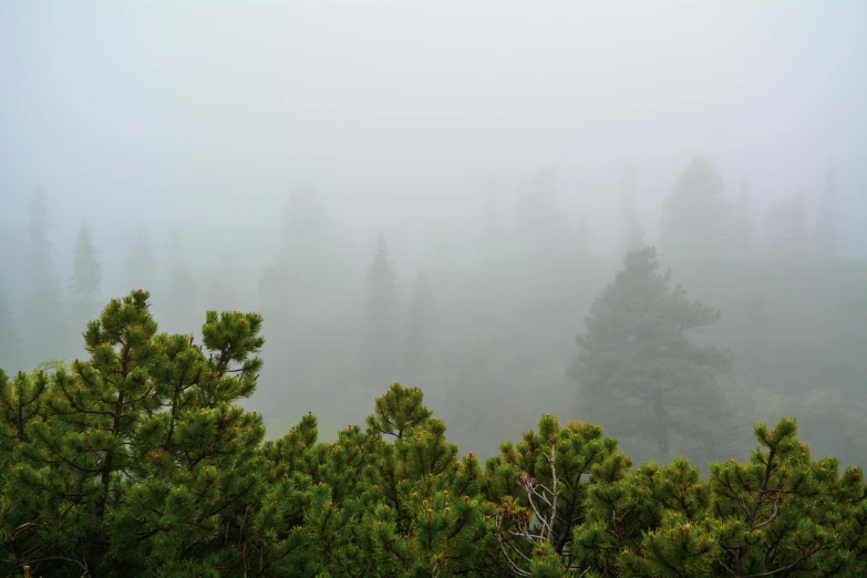 fog in the forest with pine trees on either side