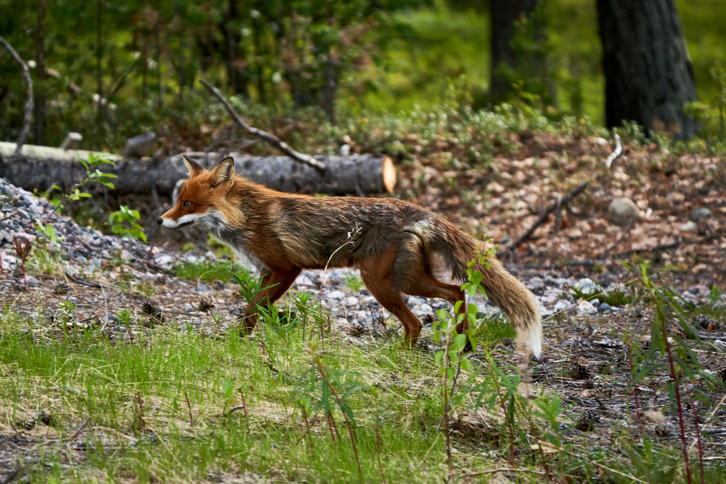 a fox walking in the middle of a forest