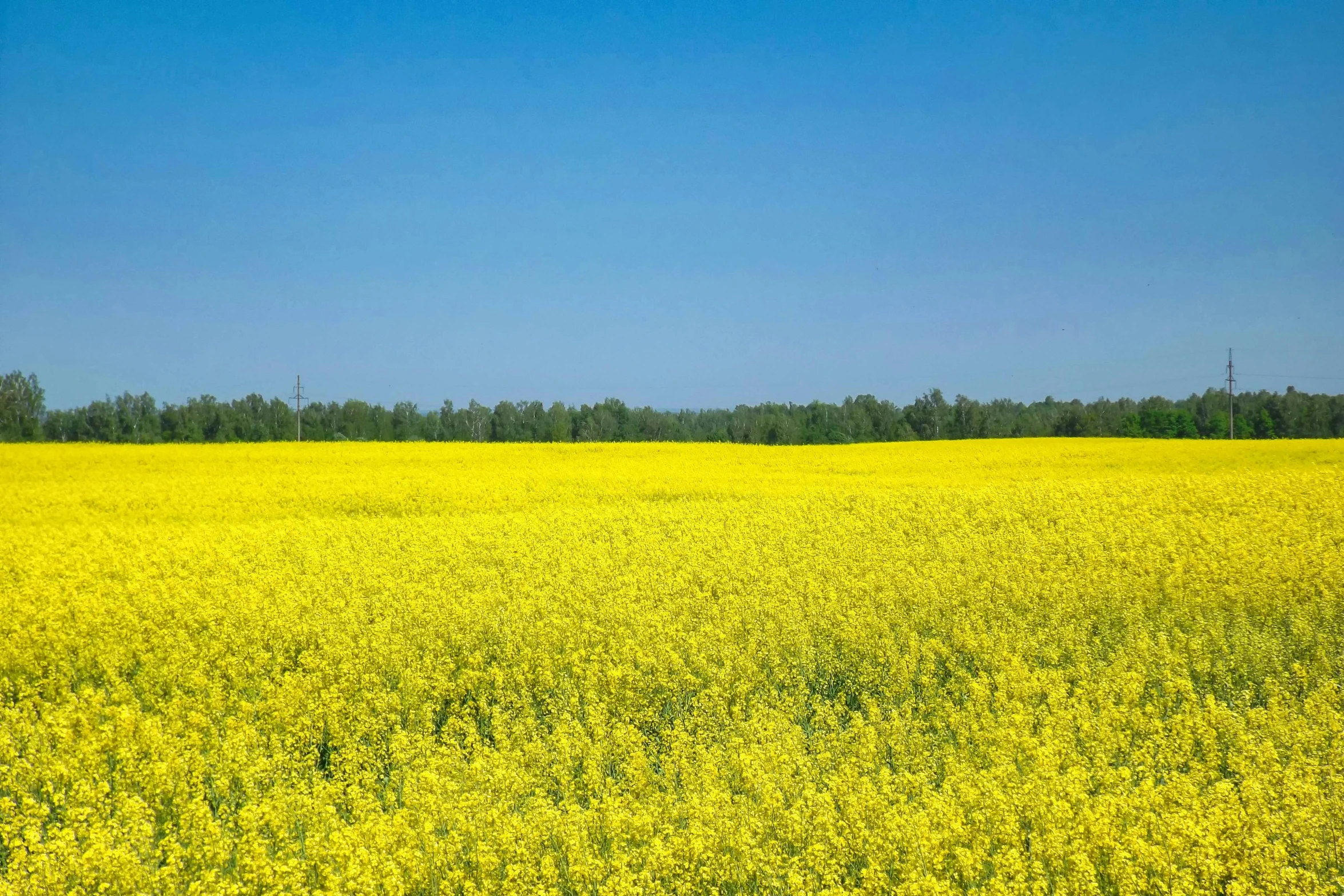 a yellow field with trees and blue sky