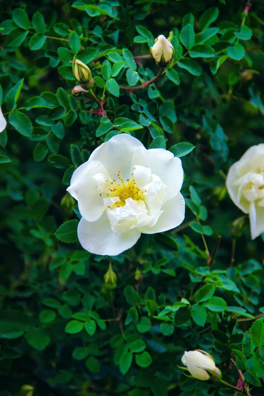 two white roses with green leaves on them