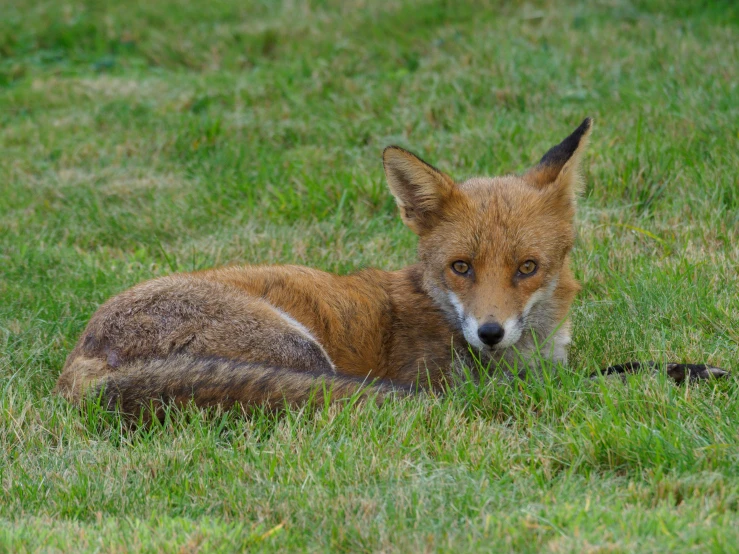 there is a small red fox laying down in the grass