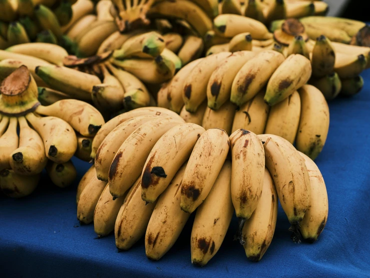 bunches of banana bunches lined up in front of each other on a blue table cloth