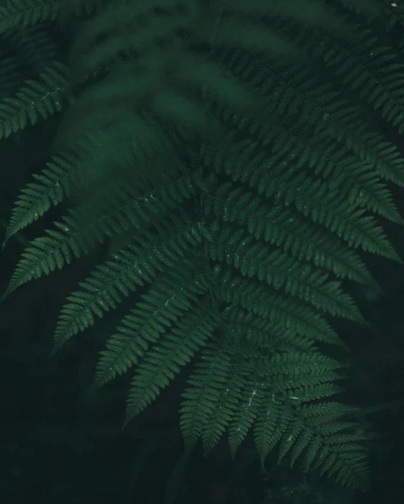 an image of a green plant that looks like it is looking up