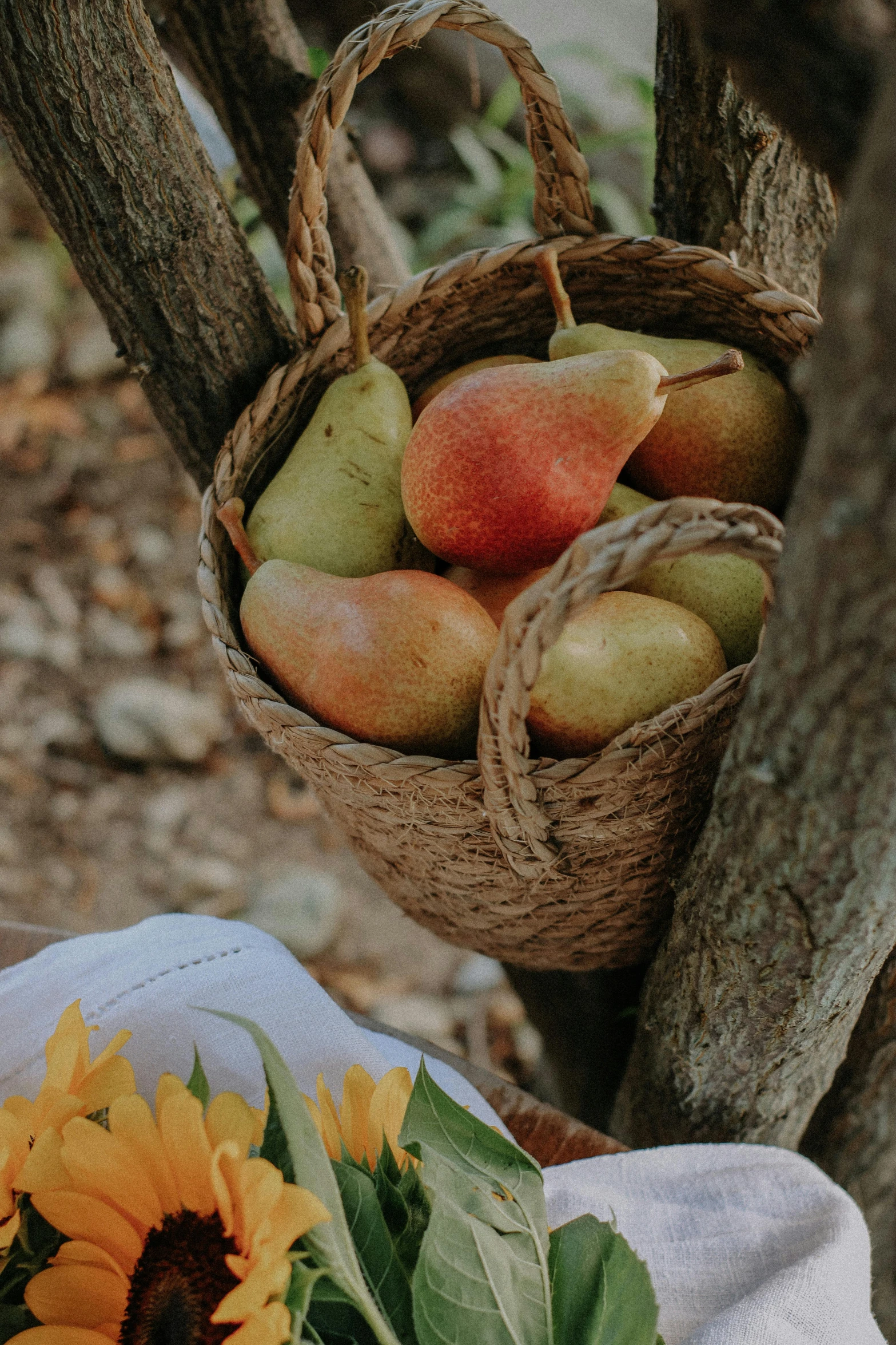 a basket full of fruits is next to a tree