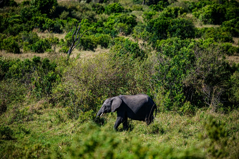 a small elephant is out in a field