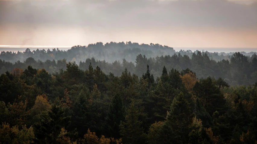 trees that are in the woods with a sky background