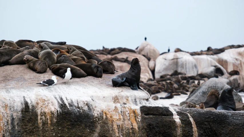 a large group of seals on the rock