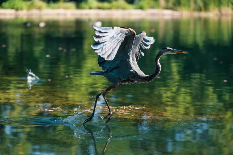 a bird is flying high over a body of water