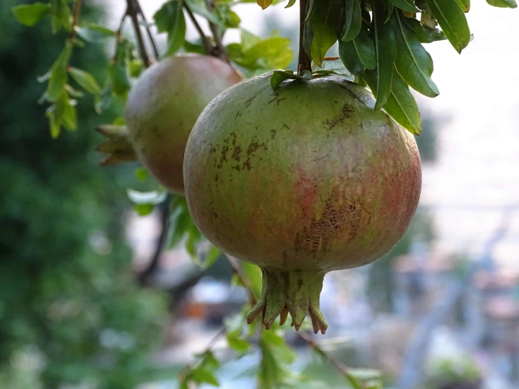 two pomegranates are hanging on a tree in the yard